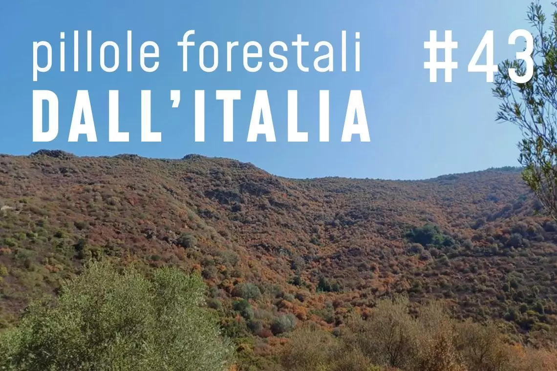 Pillole forestali dall’Italia #43 - Tante foreste in Gazzetta Ufficiale, la crisi dei boschi sardi e altre notizie di settembre